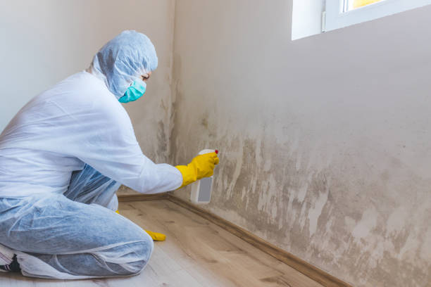 Licensed Attic Mold Removal service in Edgewater, MD - WQB Mold Removal