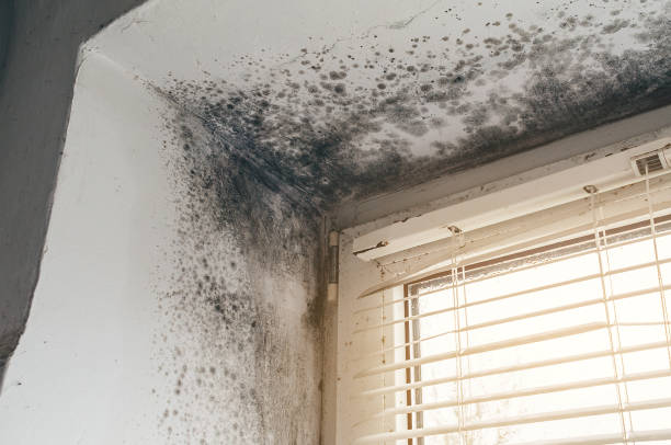 Affordable Attic Mold Removal solutions in Edgewater, MD