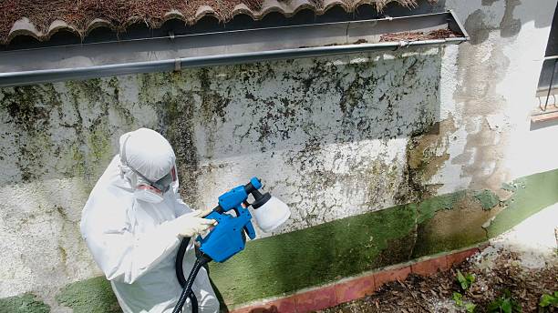 Top rated local Attic Mold Removal specialists in Edgewater, MD